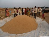 Free supply of paddy to poor village people by our Vice-Chairman