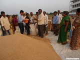 Free supply of paddy to poor village people by our Vice-Chairman